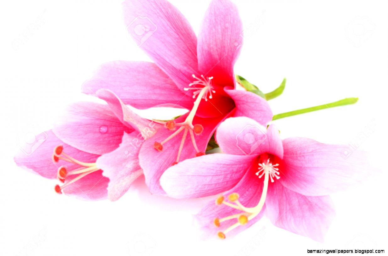 Close Up Colorful Pink Hibiscus Flowers Isolated On A White