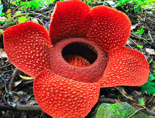 Foto Bunga Rafflesia arnoldi