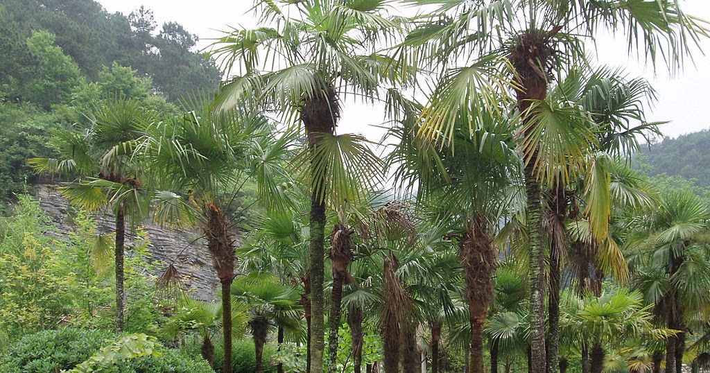 Mestresabe.com: Arecales