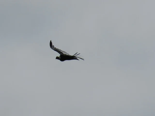 2 weeks in Patagonia: Soaring condor at Lago Sofia near Puerto Natales Chile