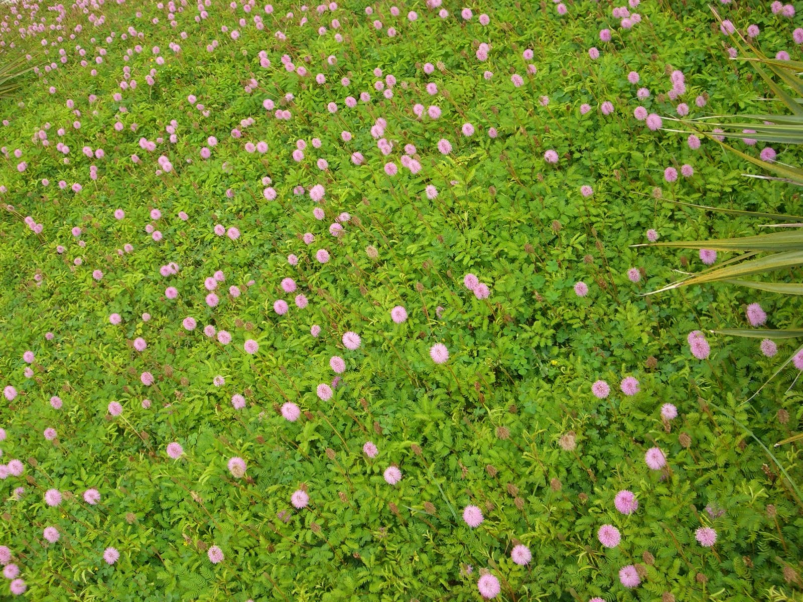 Commercial Connection Pretty in Pink Groundcover Mimosa