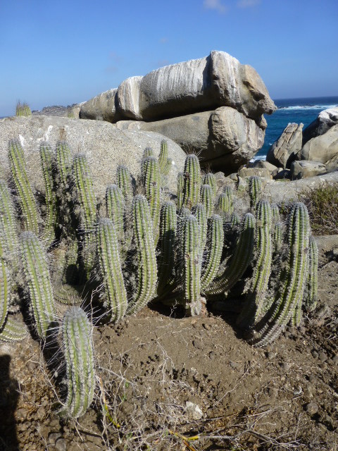 Big Telescopes, Big Questions: The Humboldt Penguin National Reserve