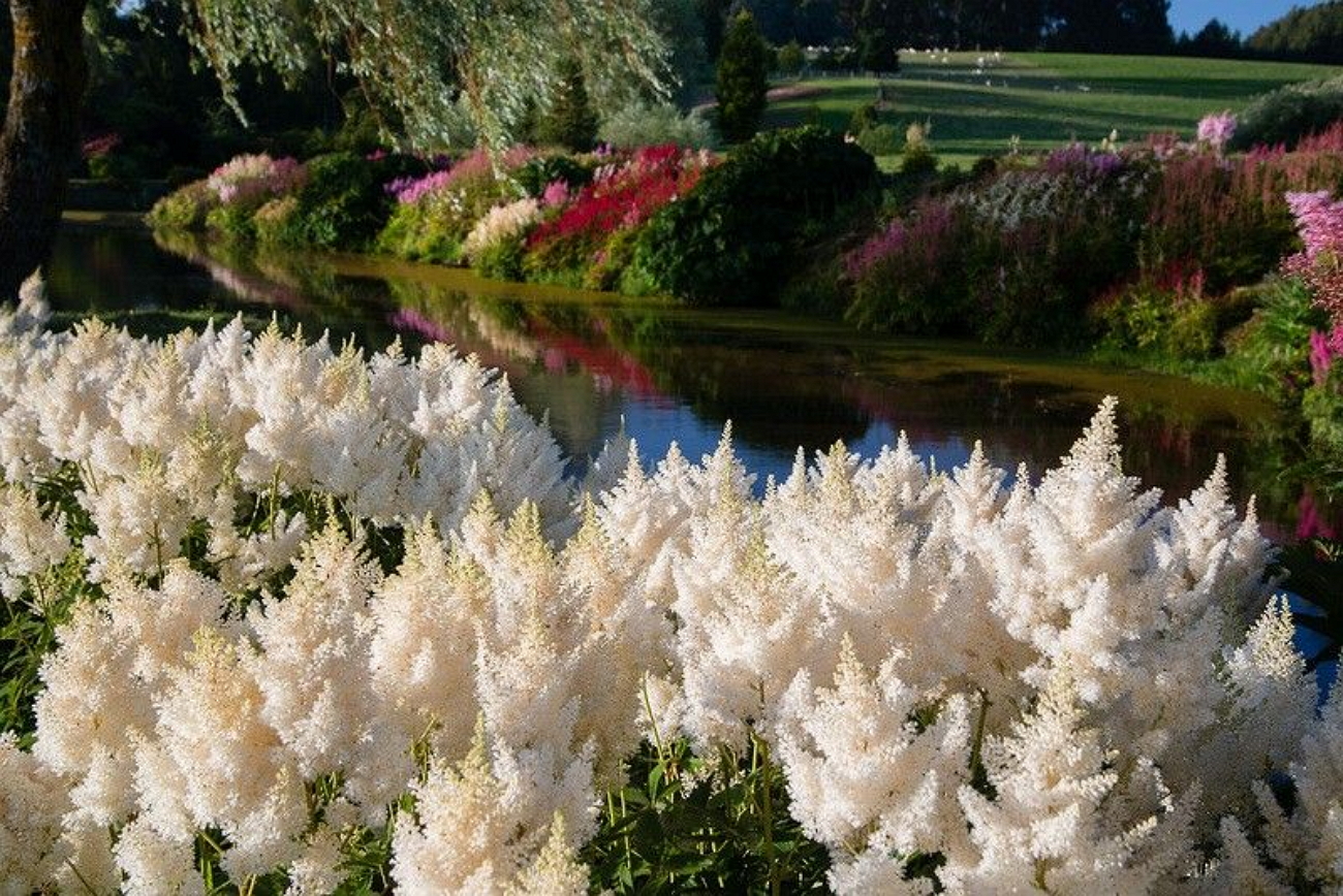 Окружающий мир 2 красота растений. Сад Maple Glen Garden, новая Зеландия. Астильба в долине реки клена частный сад в Саутленд новая Зеландия. В частный сад Maple Glen. Удивительная красота растений.