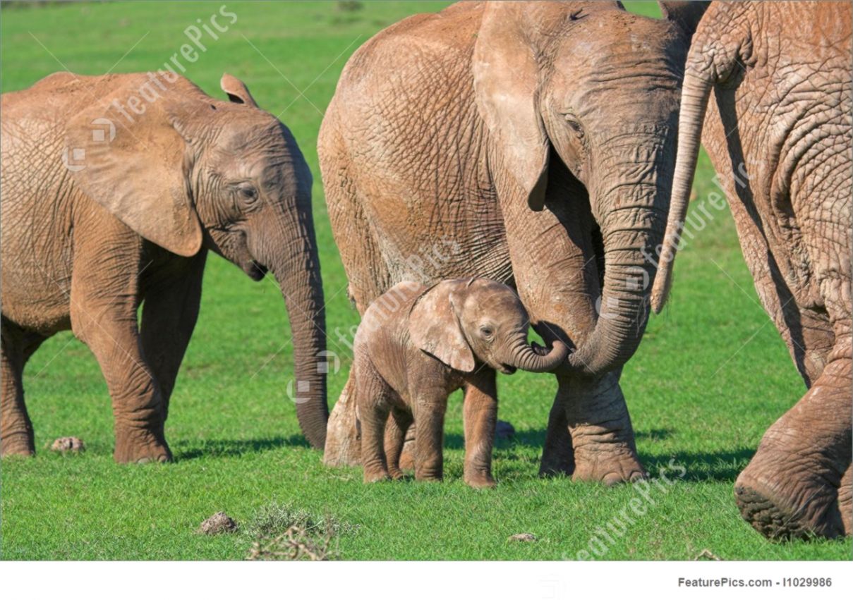 Baby Elephant And Mother
