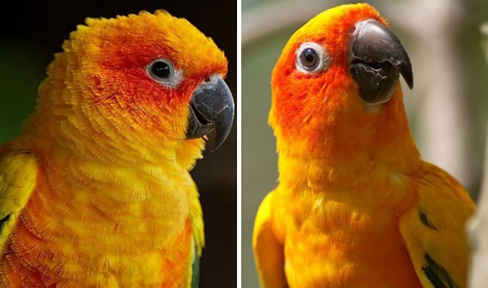 #10 Before And After Being Called A Good Boy - People Are Posting Pics Of Their Animals Before & After Being Called A Good Boy #10 Before And After Being Called A Good Boy - People Are Posting Pics Of Their Animals Before & After Being Called A Good Boy