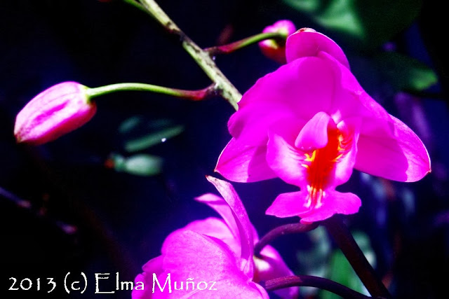 Bletia catenulata. Orquideas fotos de Elma Muñoz