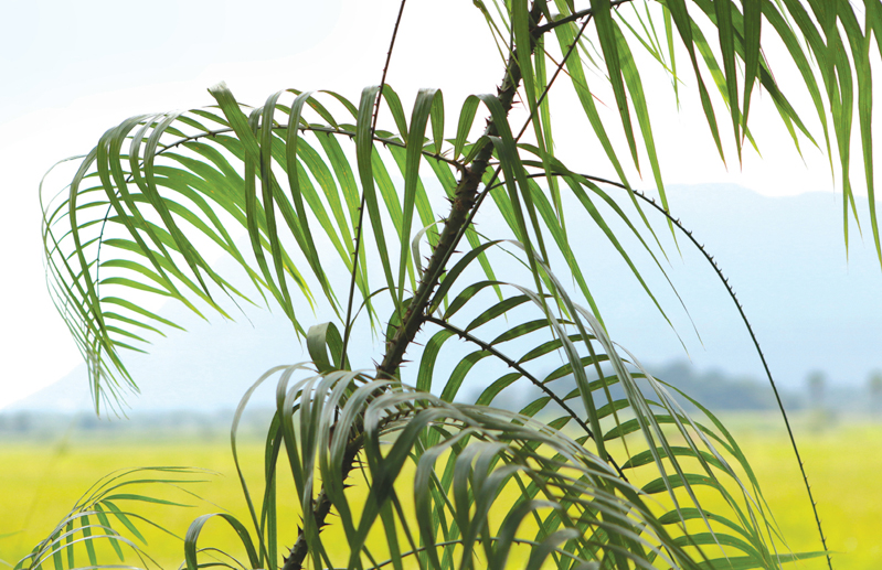 Herbal plants Sri Lanka Calamus rotang /Wewel