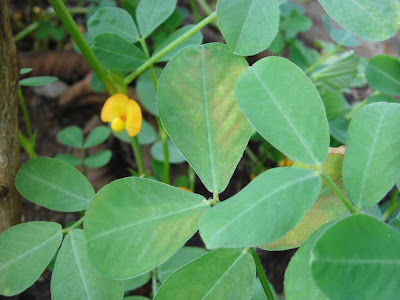 Kacang tanah (Arachis hypogaea L.) , peanut, groundnut. 