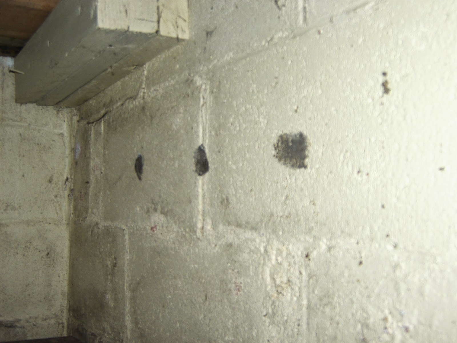 How do I identify Termites How do I know if I have Termites