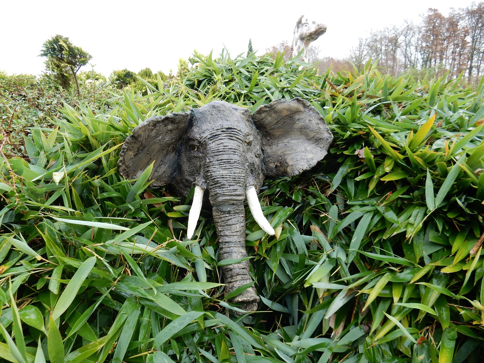 éléphant dans les bambous le long de la piscine