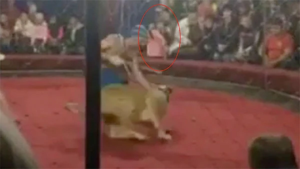 Lion attack at Russian circus leaves 4-year-old in intensive care: 'There is a bite on her face that goes from ear to chin', Mosco, News, Crime, Criminal Case, hospital, Treatment, Video, Social Network, Russia, World