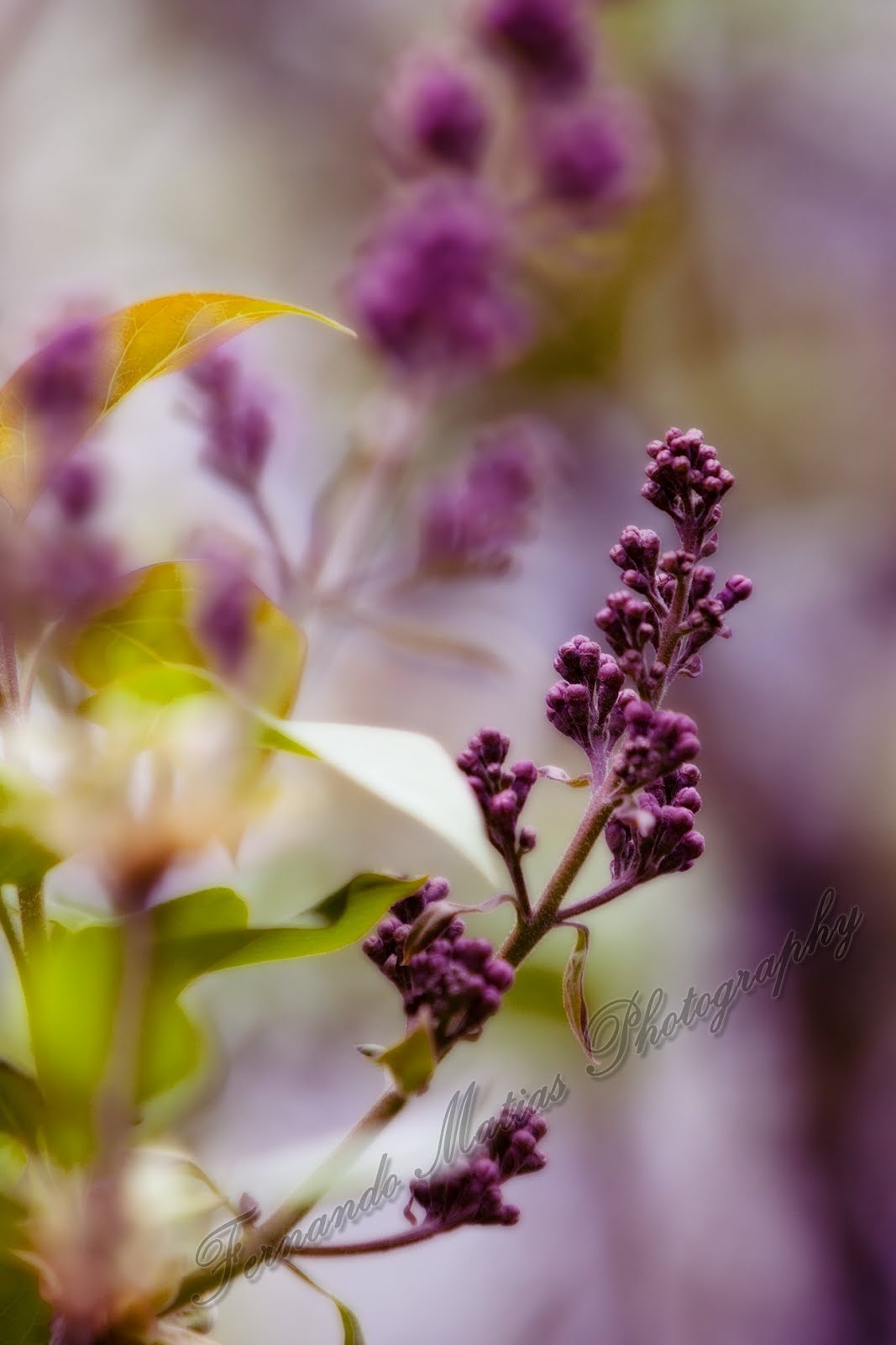 Fernando Matias Photography Ottawa Ontario Ottawa Wedding Photographer Lilacs Starting To Bloom
