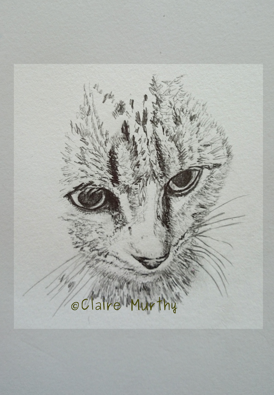 Wildlife Sketches