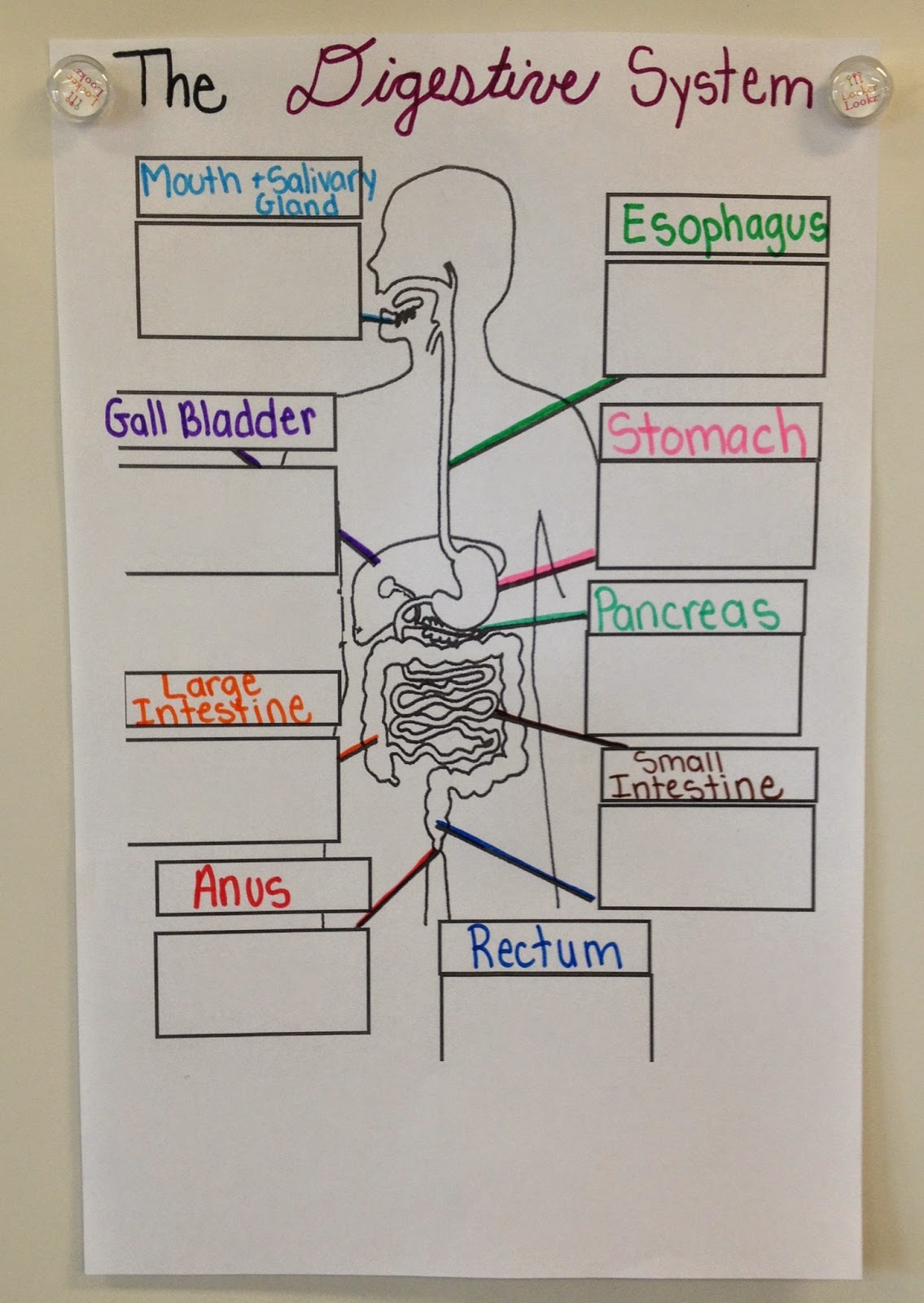 In 5th Grade With Teacher Julia We Built The Digestive System