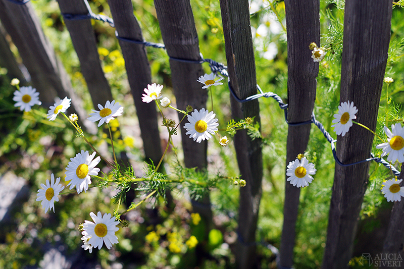 Rosendals trädgård, foto av Alicia Sivertsson. aliciasivert alicia sivert alicia sivertsson djurgården stockholm utflykt utflyktsmål rosendals trädgård blommor staket av pinnar