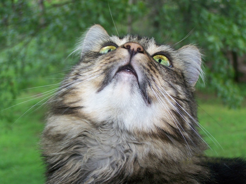 Maine Coon Problems Maine Coon Kittens