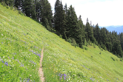 Trail Through a Meadow Heading East