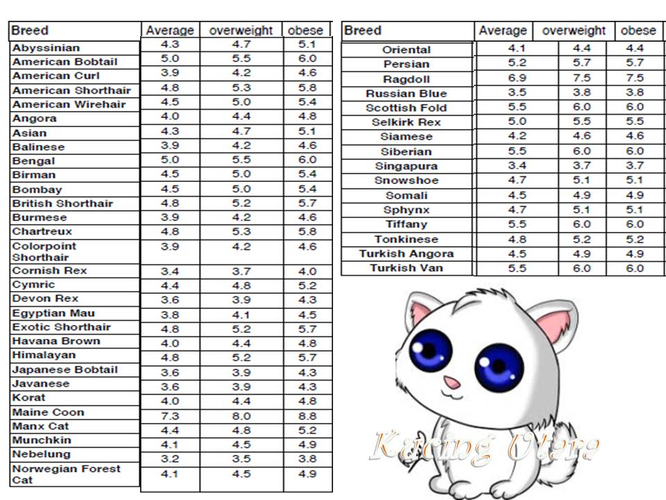 Kucing Utara Berat Badan Kucing Dewasa