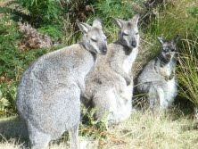 wallaby