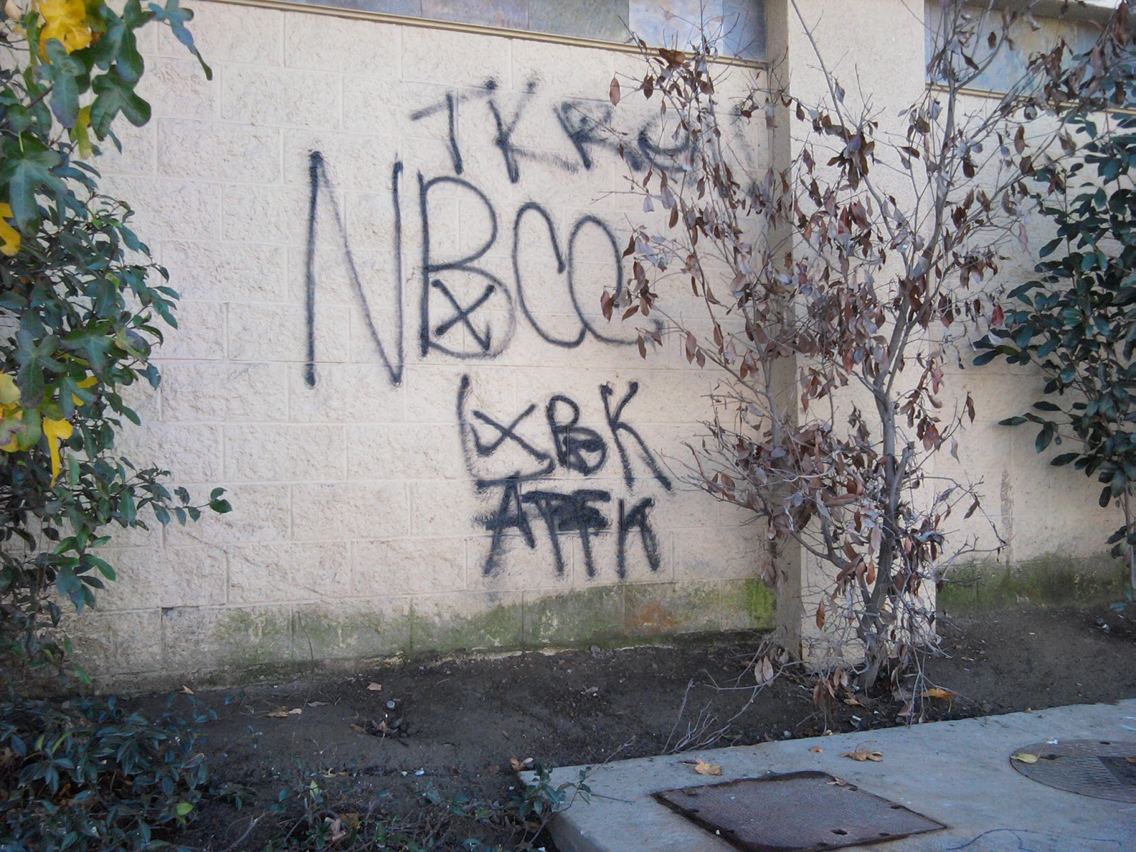 crip gangs graffiti Nutty block compton crip ( NBCC )