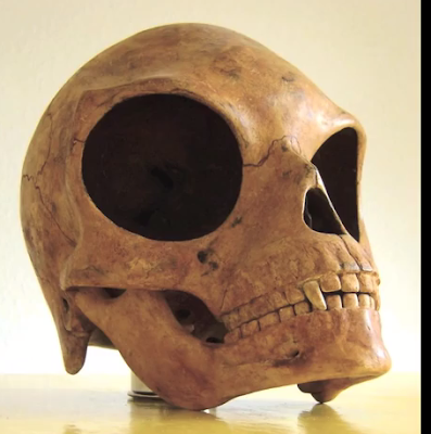 Περίεργο κρανίο βρέθηκε σε νησί της Δανίας