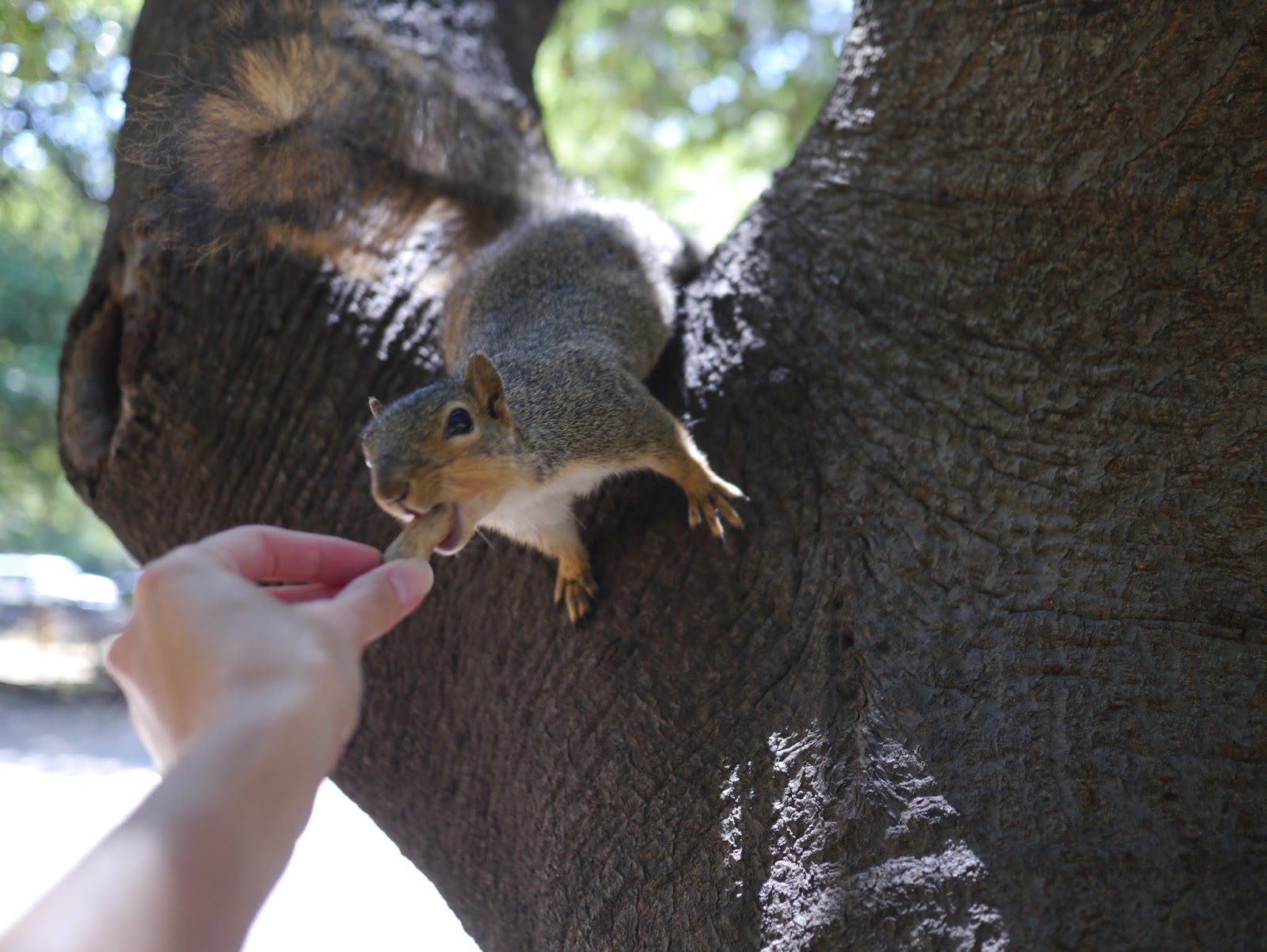 Little Hiccups Little Squirrel Friends