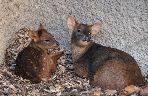 EN KÜÇÜK GEYİK (PUDU)