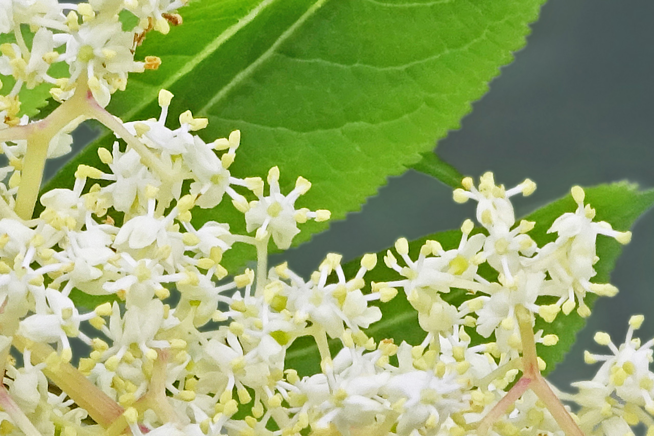 Wanderin' Weeta (With Waterfowl and Weeds) Red elderberry flowers.