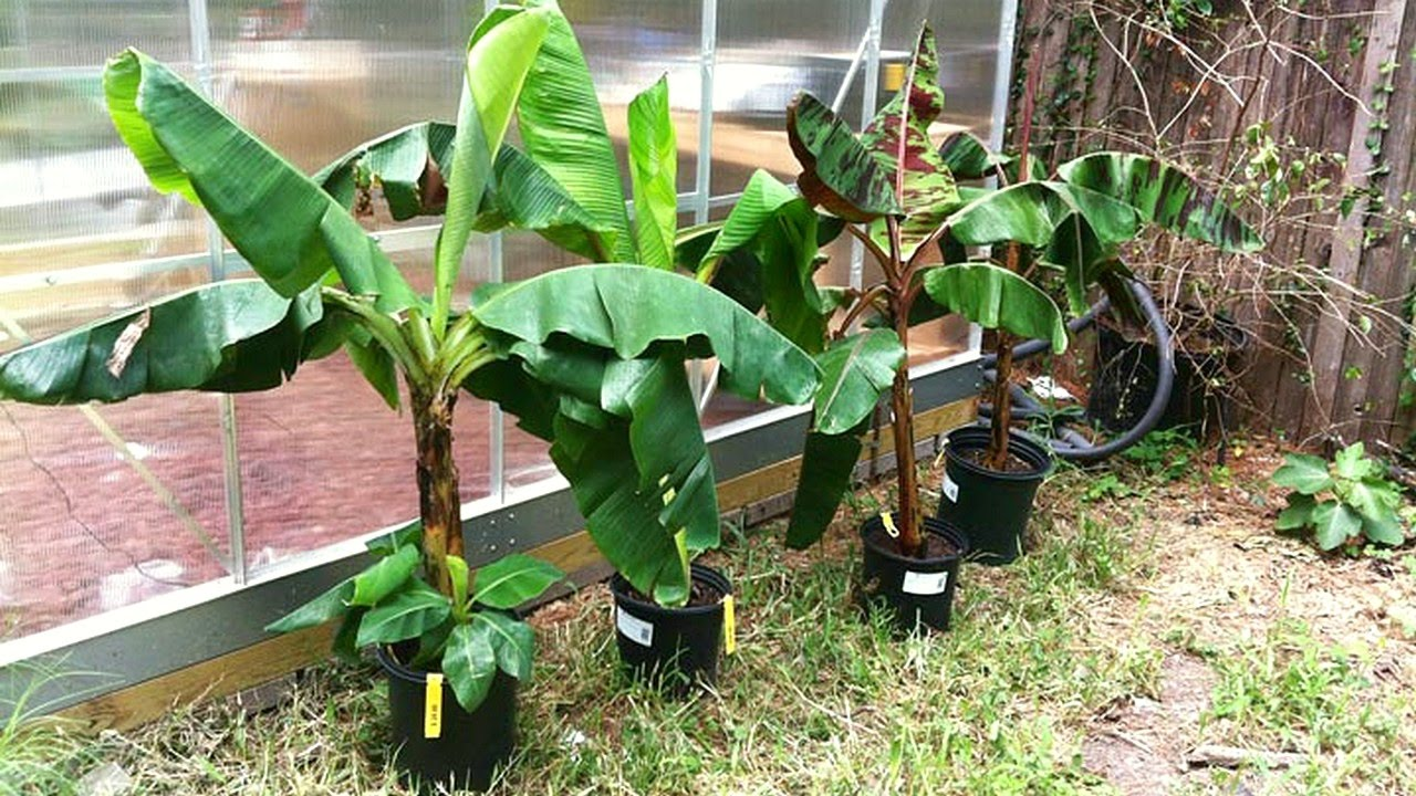 Pras Academy Sd Perkembangbiakan Vegetatif Alami Pada Tumbuhan