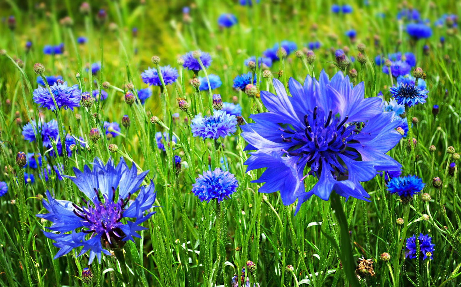 NixPages CORNFLOWER