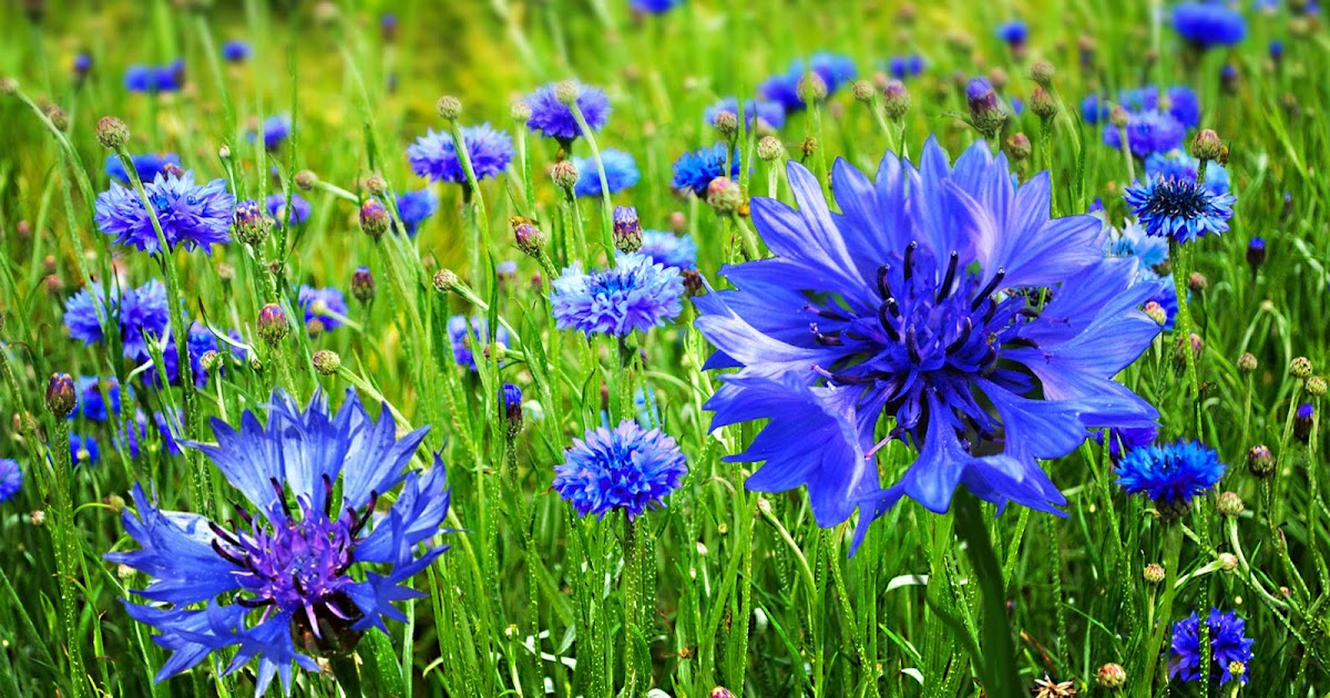 NixPages CORNFLOWER