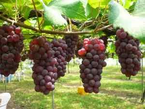 13 Manfaat buah anggur menjaga kesehatan dan mengobati penyakit