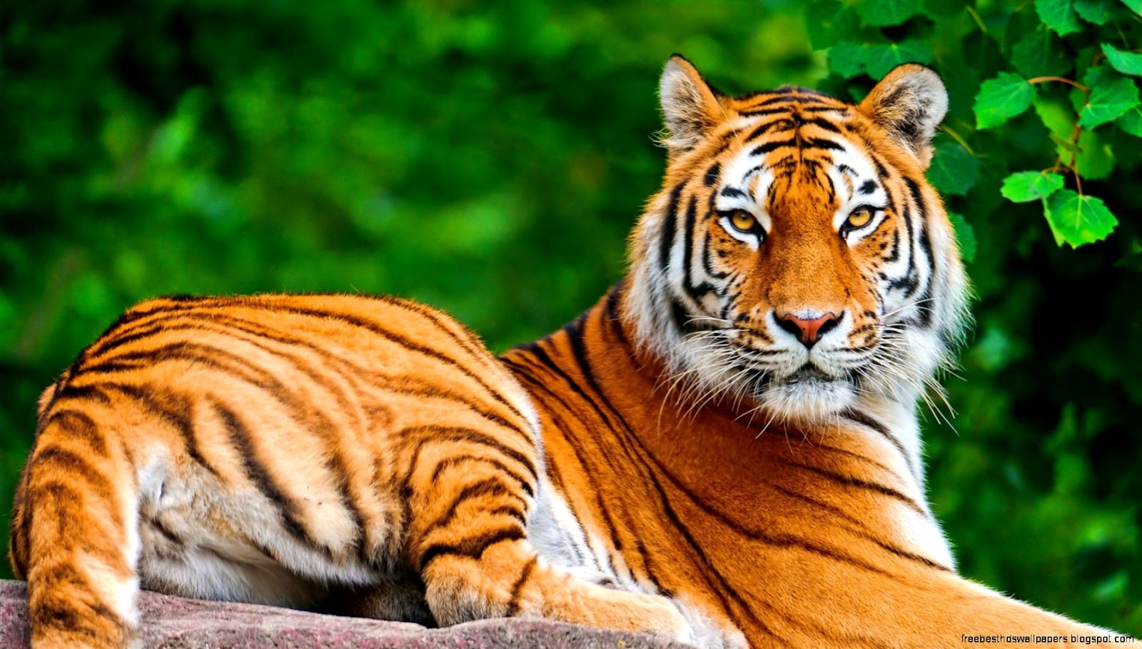 High Resolution Tiger