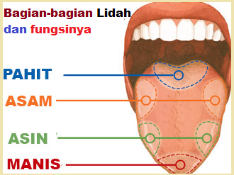 Fungsi Bagian Lidah dalam Merasakan Rasa Manis