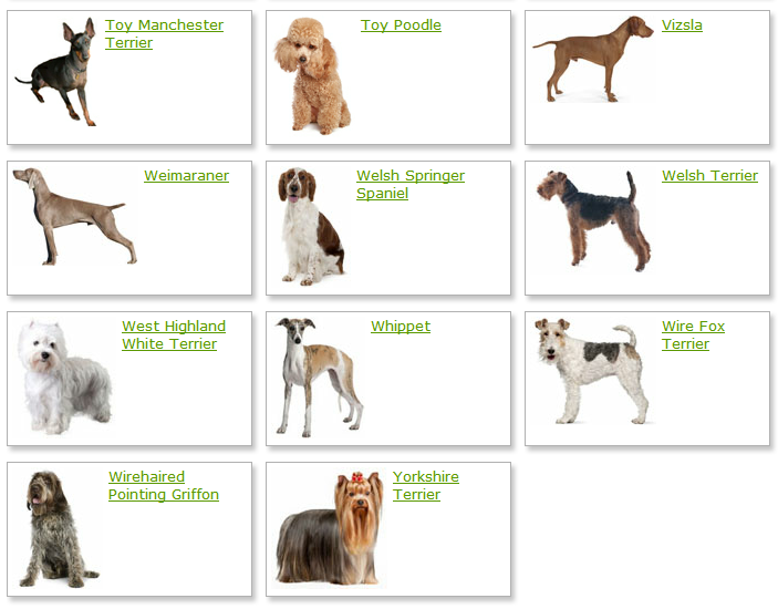 Dog Breeds List With Picture Dog Breeds Alphabetical Dogs Breeds Guide