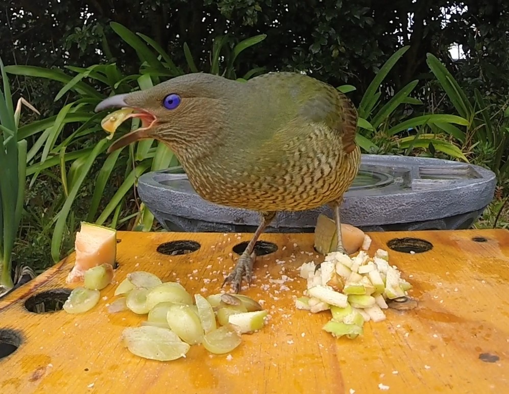 My Burra Family Feeding wild birds. Good or Bad??