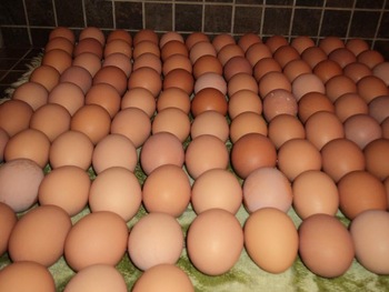  telur ayam menetas