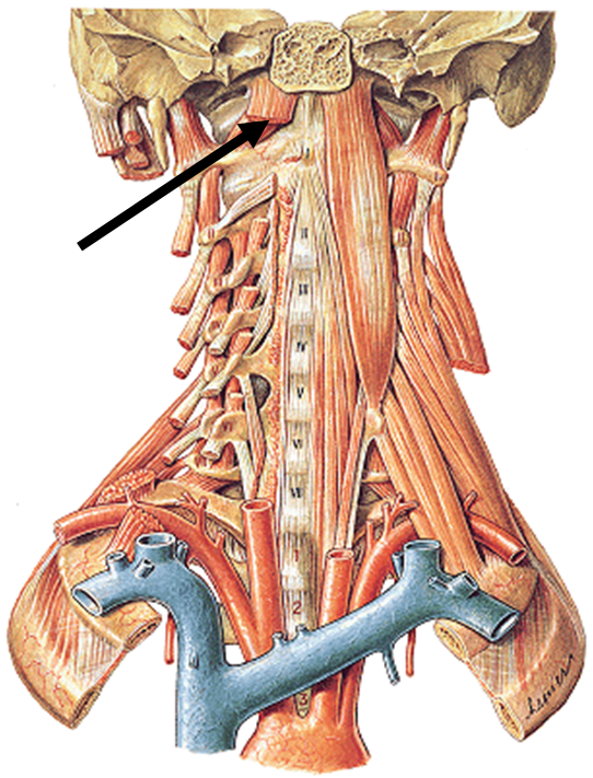Anatomía y Fisiología Cabeza y Raquis Músculos del Cuello Anatomía y Fisiología Cabeza y Raquis Músculos del Cuello