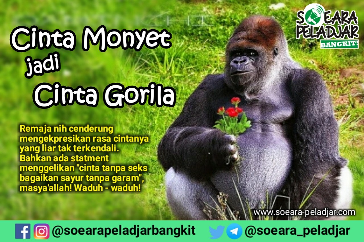 Cinta Monyet Jadi Cinta Gorila Remaja Perubahan
