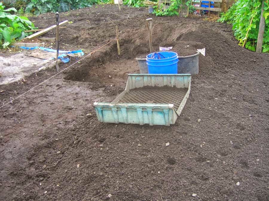 Allotment Garden The way I get rid of couch grass (Elymus repens)