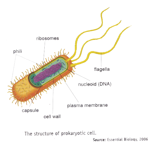 Structure And Function of Cell Components - New Science Biology