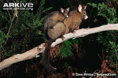 Common brushtail Possum