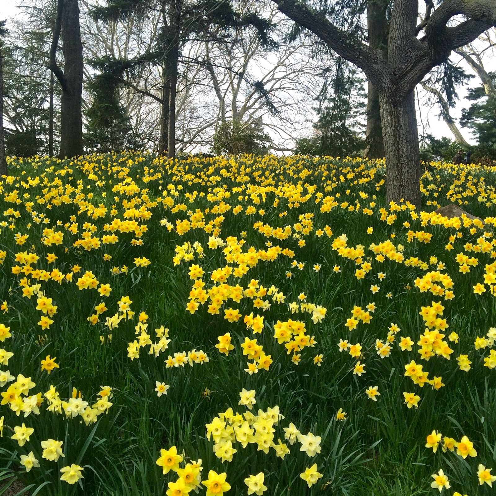 The Road is Mine Daffodil Hill