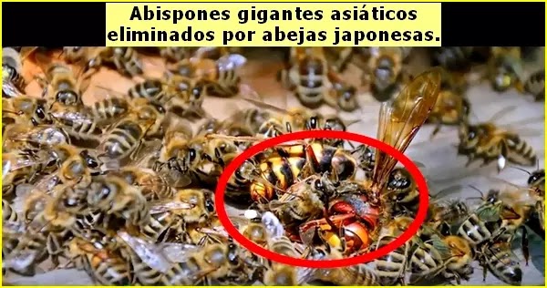 El abispón gigante asiático sucumbe ante abejas japonesas cuando los atacan con la "bola de abejas".