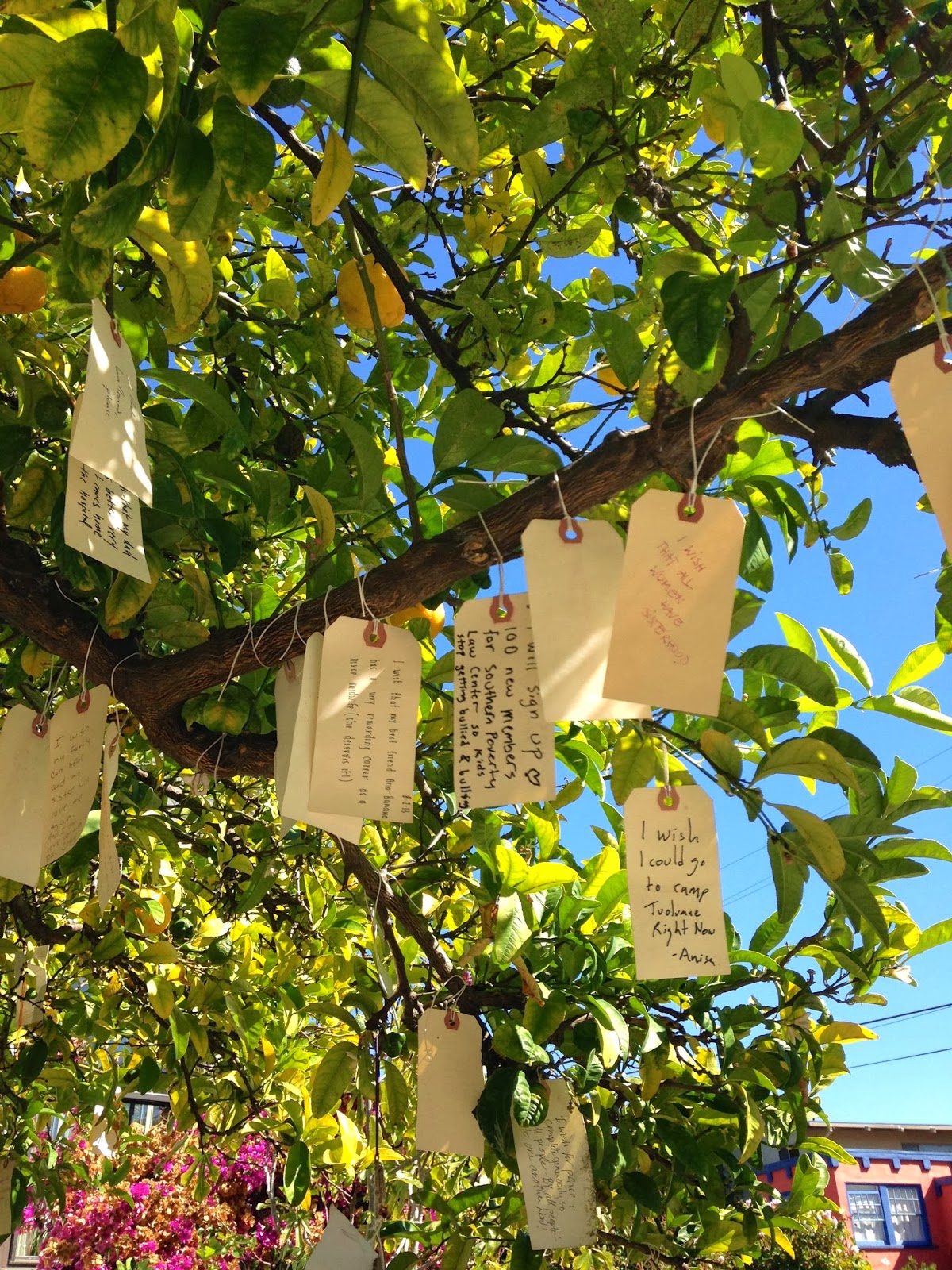 Little Hiccups The Wishing Tree