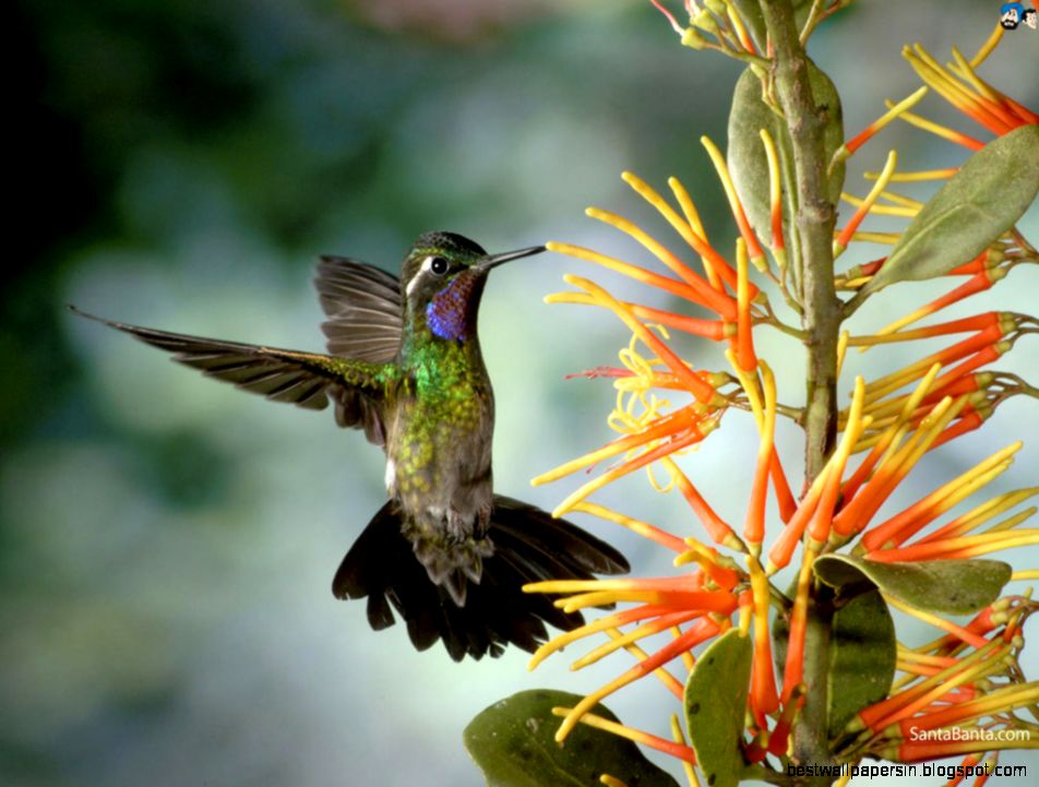 Free Download Birds HD Wallpaper 217