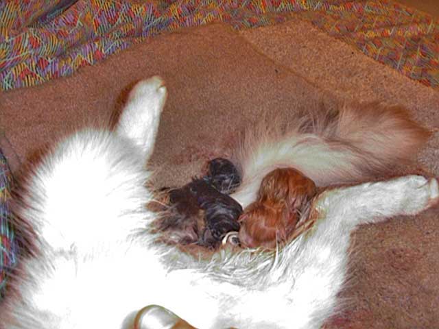 Blog About Cats Pictures Of Cats Giving Birth blog-about-cats-pictures-of-cats-giving-birth