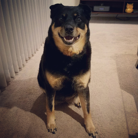 image of Zelda the Black and Tan Mutt sitting in the living room, grinning