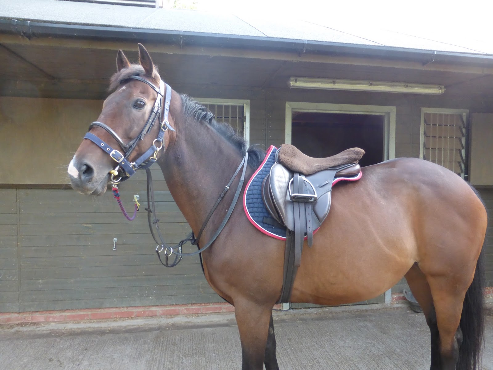 Horse Life and Love Top Tips Riding on the Road