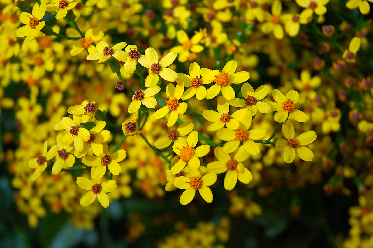Wild Yellow Flowers